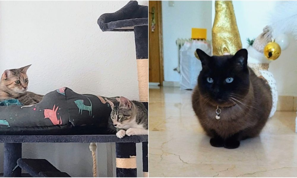 Últimas adopciones 2023