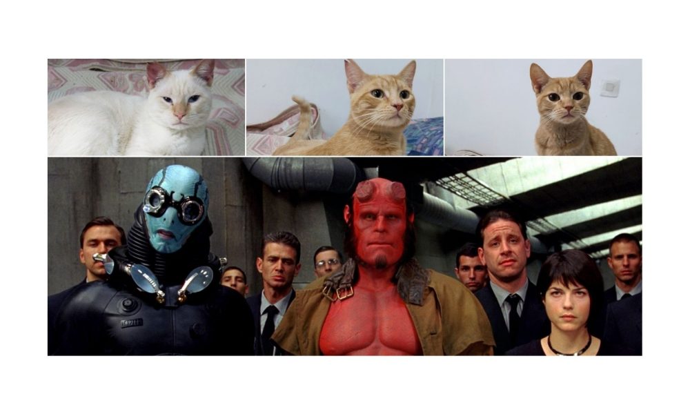 Abe y Anung, de la camada Hellboy – En adopción