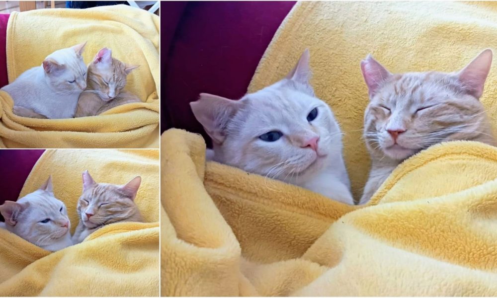 Tarde de sofá y manta – En adopción