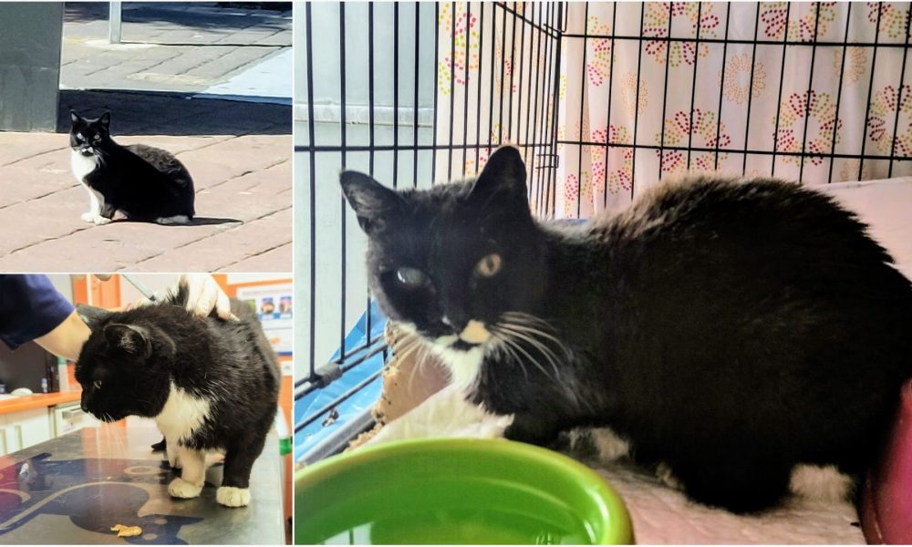 Rescatada la gatita Alfa en la plaza