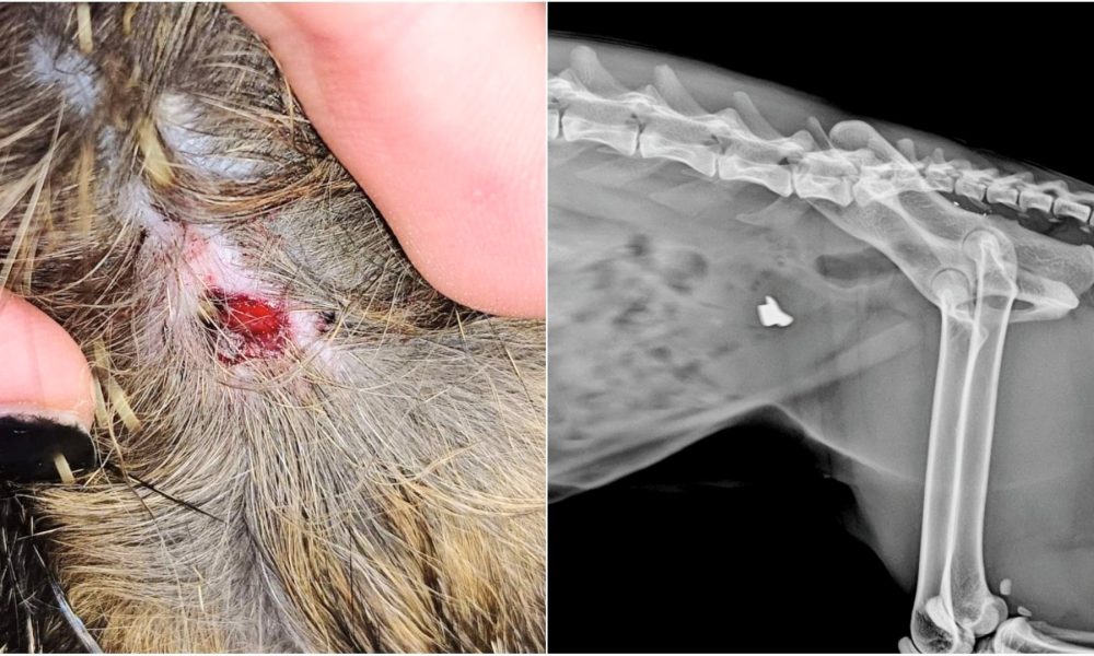 De nuevo disparan a un gato en Sevilla la Nueva