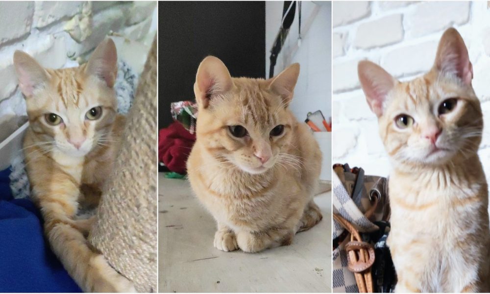 Tomás, un gatito muy listo – En adopción