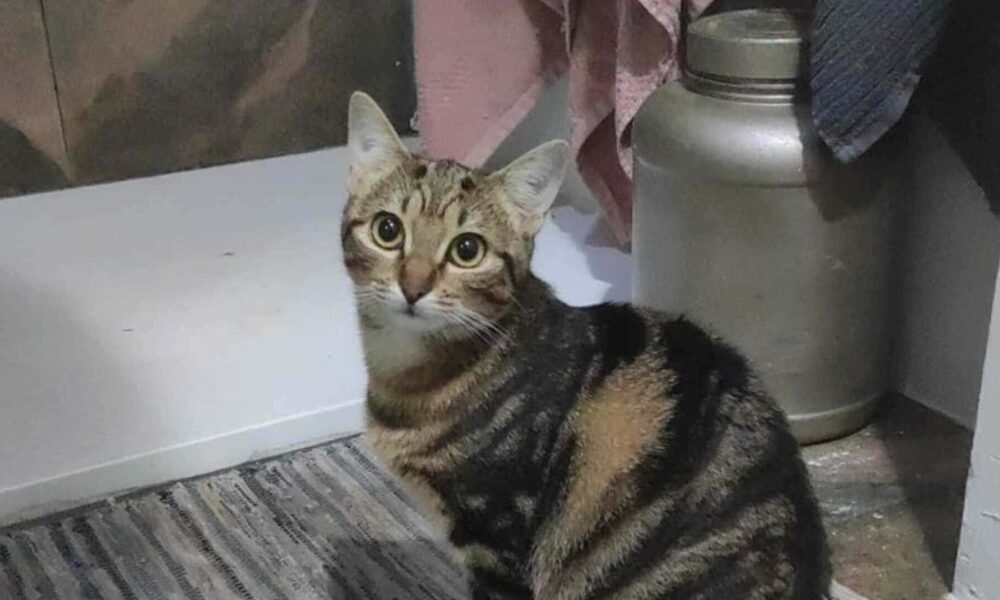 Nadia