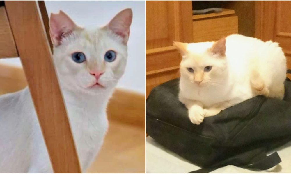 Abe (ahora Zephyr) adoptado