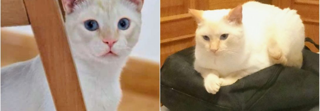 Abe (ahora Zephyr) adoptado