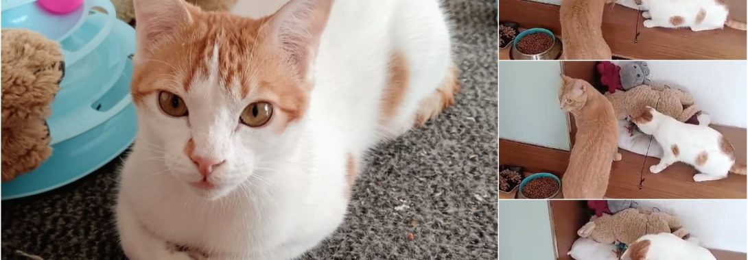 Magnus en su nueva acogida – En adopción