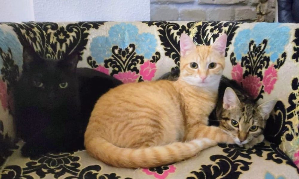 Golfus y Nadia con su anfitrión – En adopción