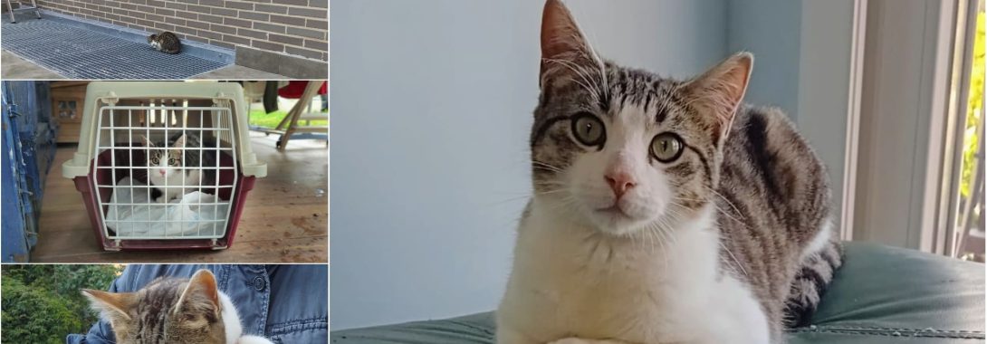 Gary rescatado – En adopción