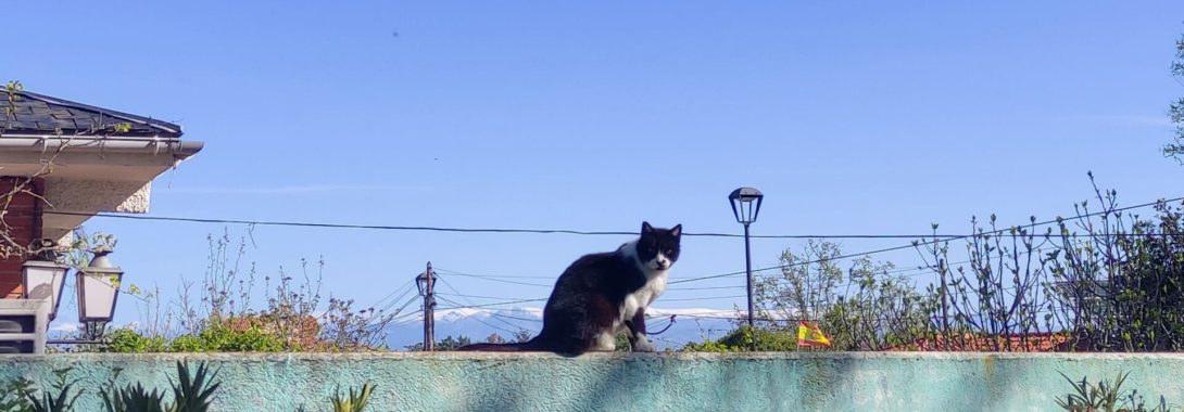 El gatito Aarón tomando el sol con la sierra al fondo