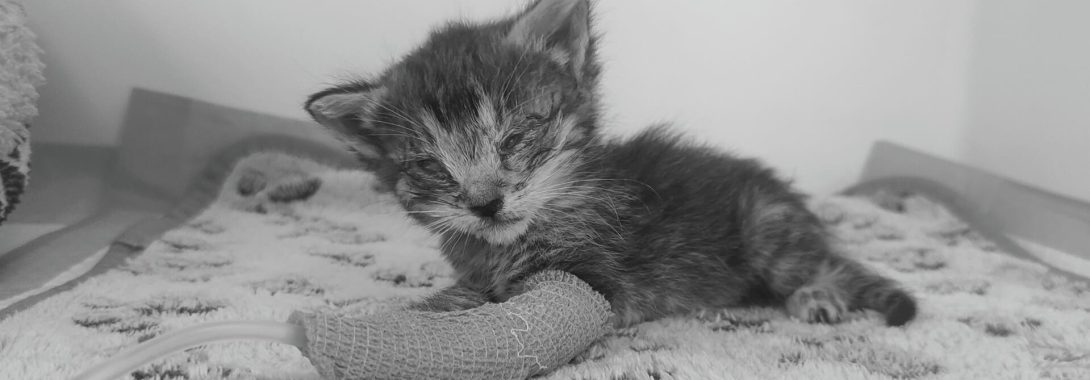 El gatito Isi falleció († 19/05/2025)