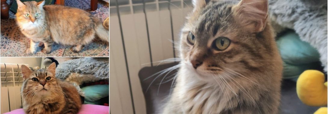 MUY ESPECIAL – Daisy en adopción