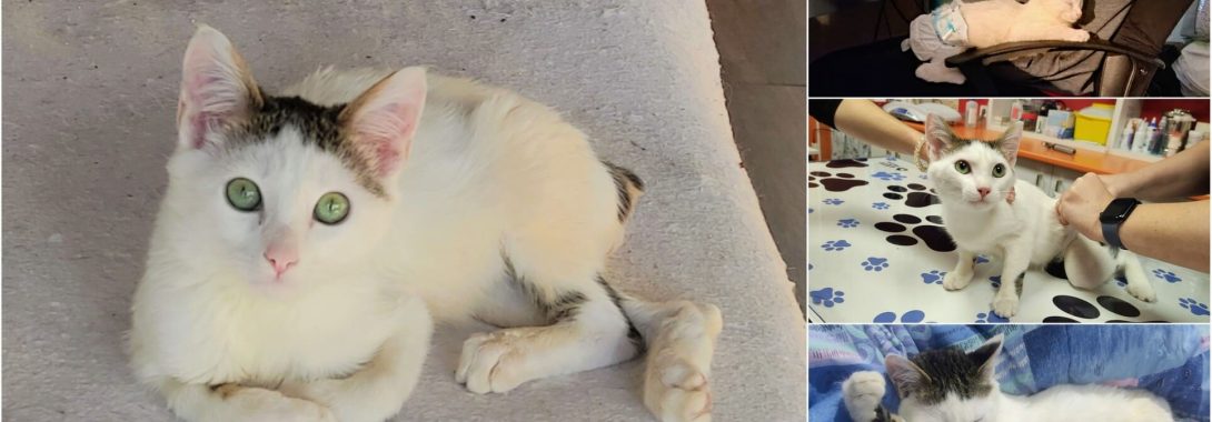 Tango adoptado – Una adopción diferente