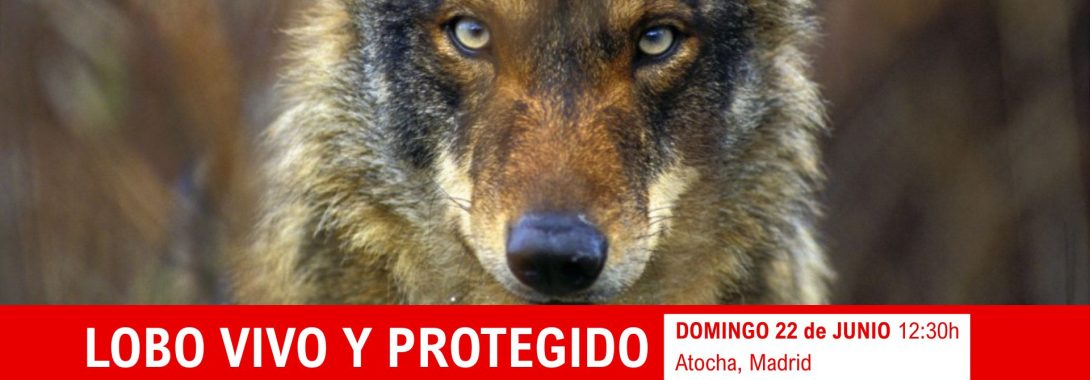 No puedes faltar, el lobo te necesita