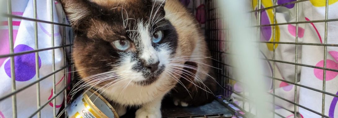 El gato Tío Ruperto († 30/05/2025)