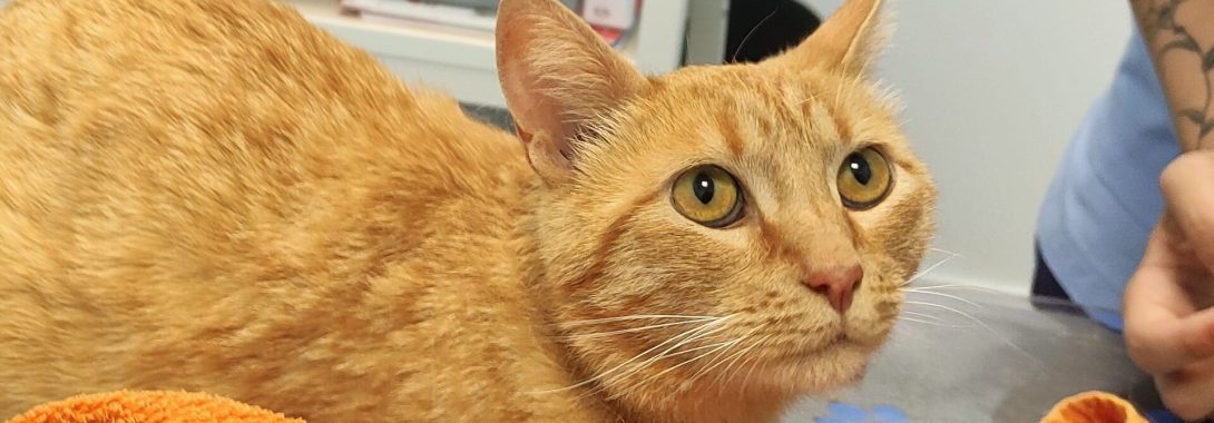 Aún no encontramos a los dueños de Poli