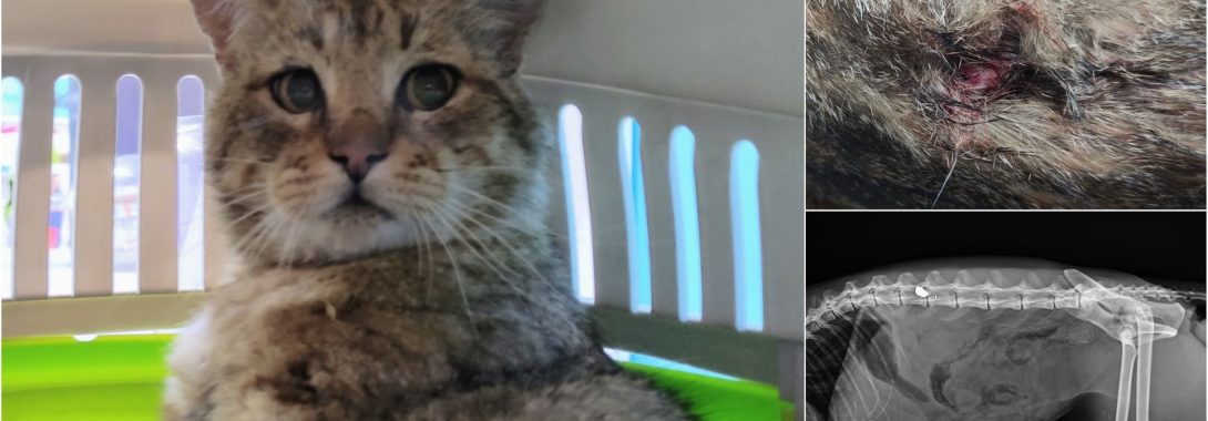 Más disparos en las calles de SLN Town