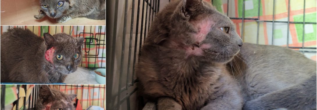 Últimos rescates: el gato Gris