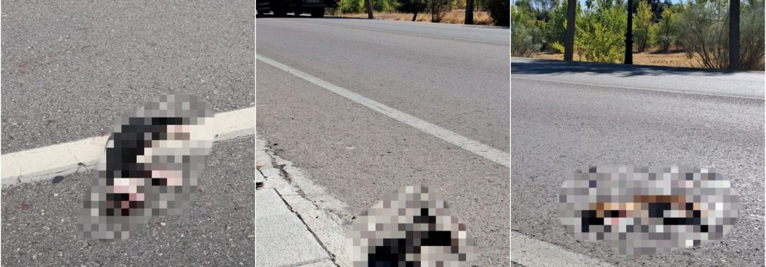 Tres gatitos pequeños atropellados esta semana