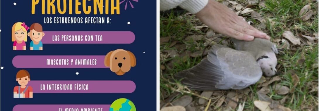 En fin de año protege a tus mascotas de la pirotecnia