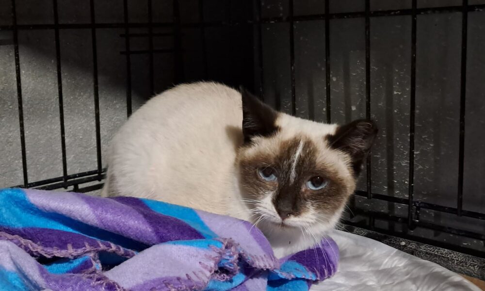 Pulguita – En adopción