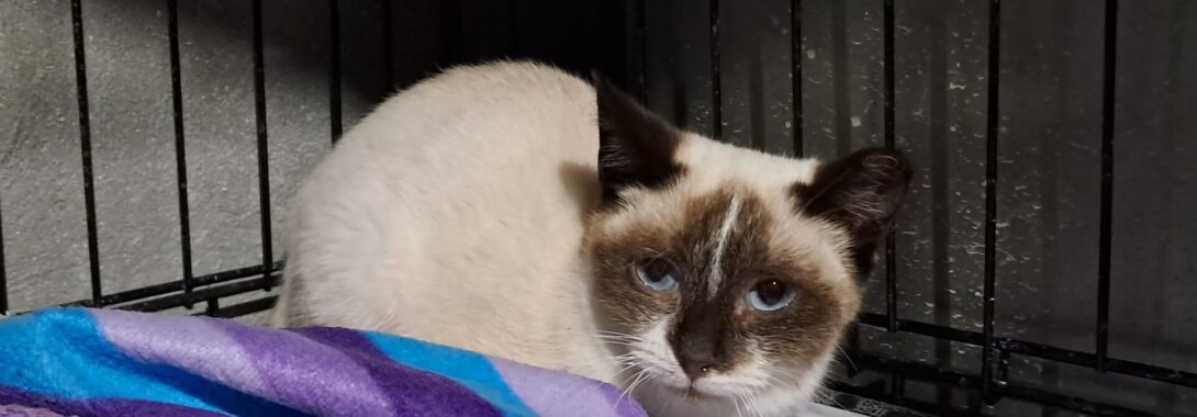 Pulguita – En adopción