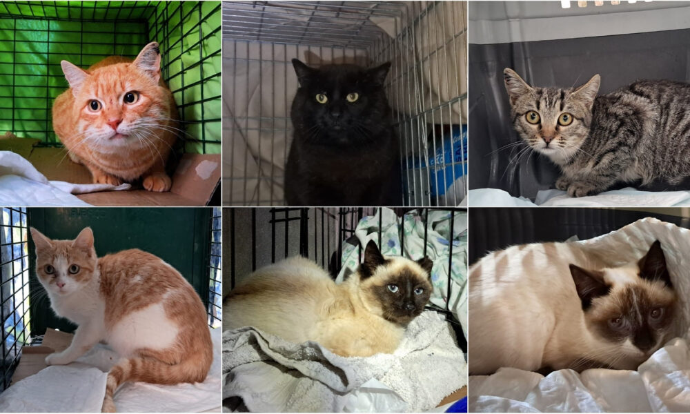 Últimas esterilizaciones 2025