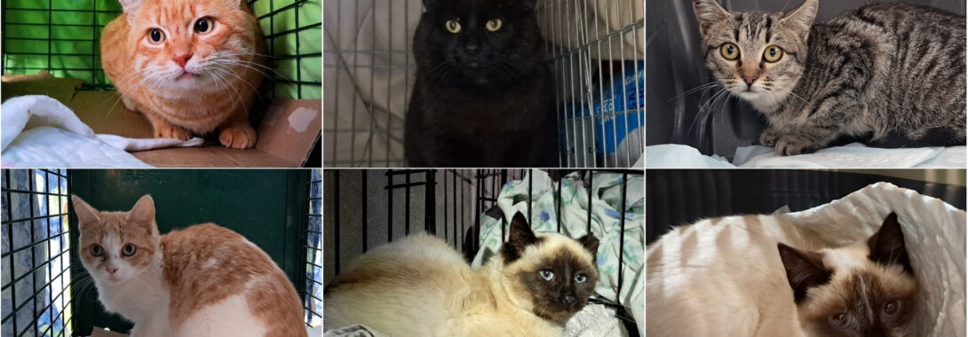 Últimas esterilizaciones 2025