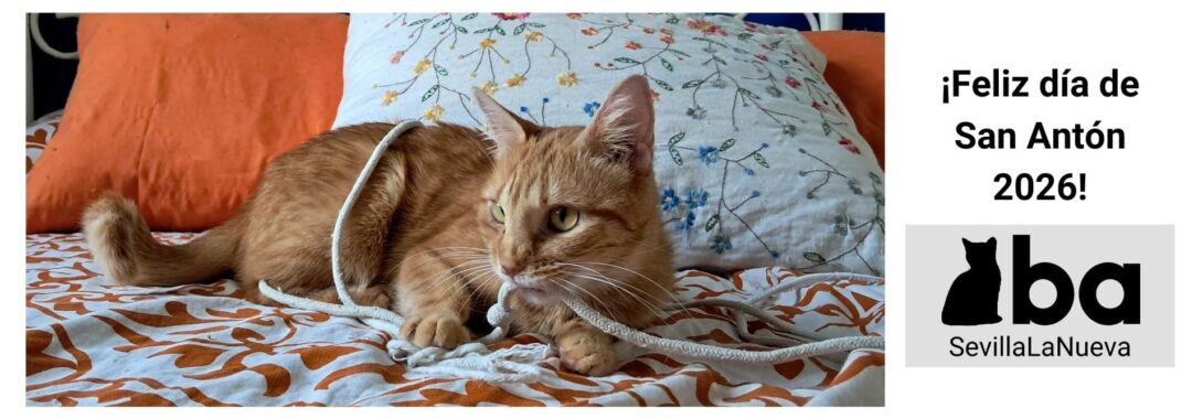 San Antón 2026: cita y bendición de los animales