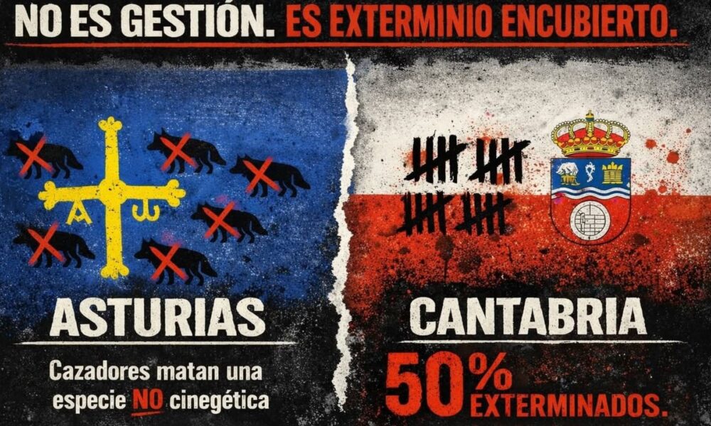 Asistimos al exterminio planificado del lobo ibérico