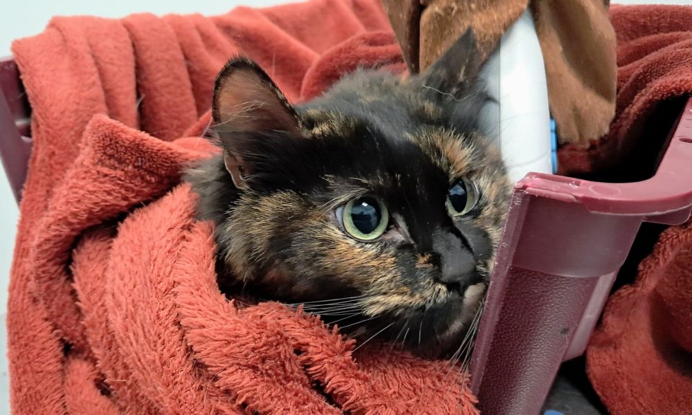 Encontrada gata doméstica perdida