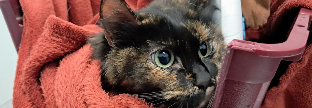 Encontrada gata doméstica perdida