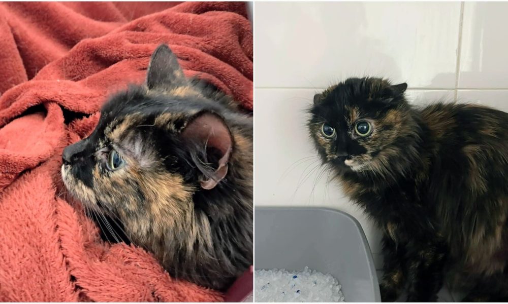 La gata perdida o abandonada sigue sin dueño