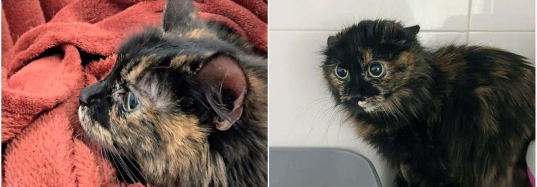 La gata perdida o abandonada sigue sin dueño