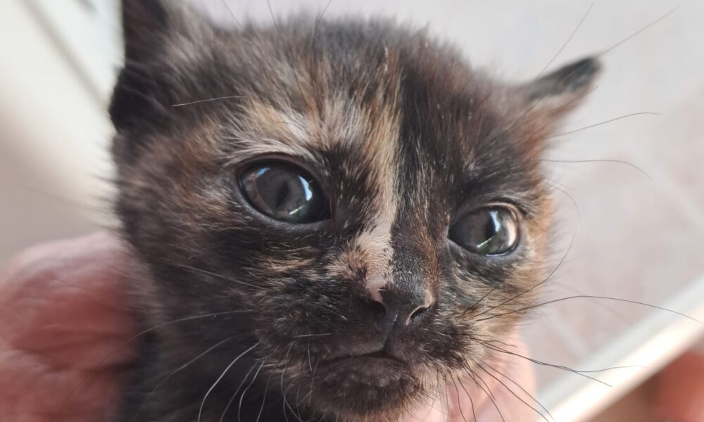 Tecla