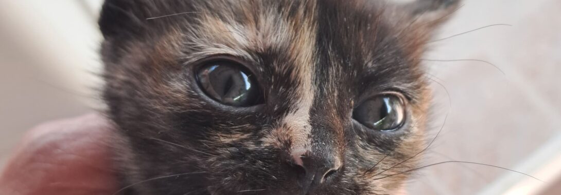 Tecla