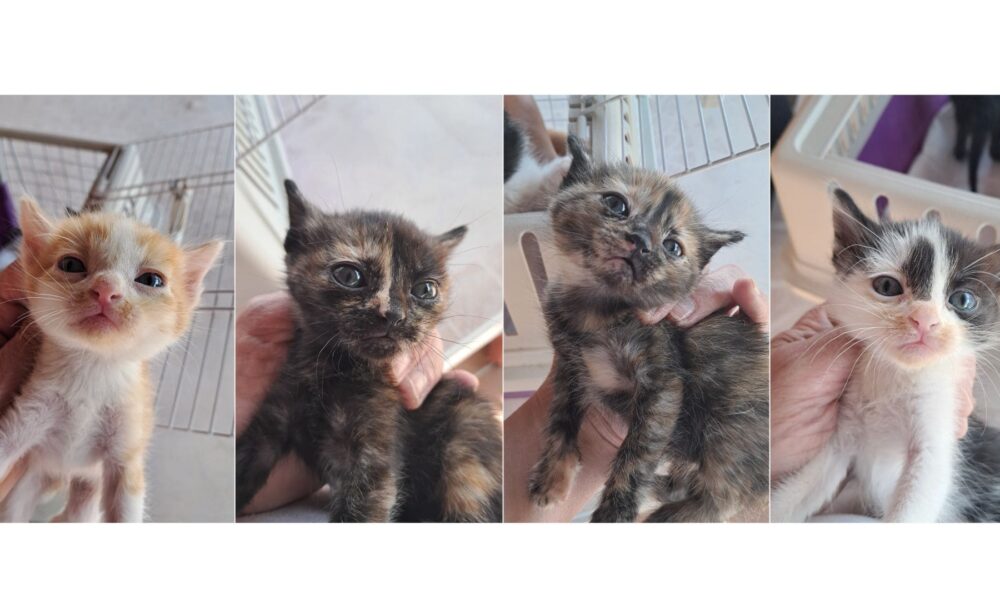 Hermanitos en adopción