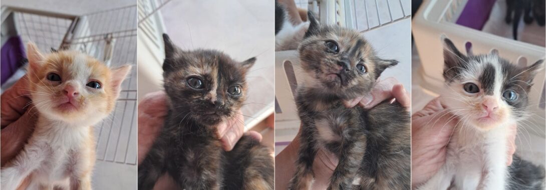 Hermanitos en adopción
