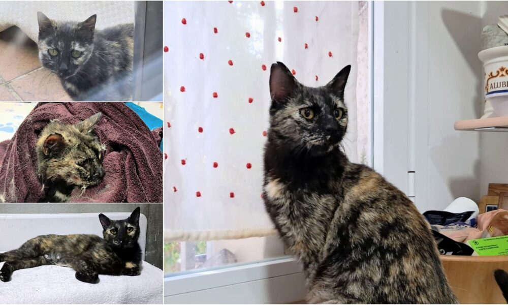 La mamá Colette – En adopción