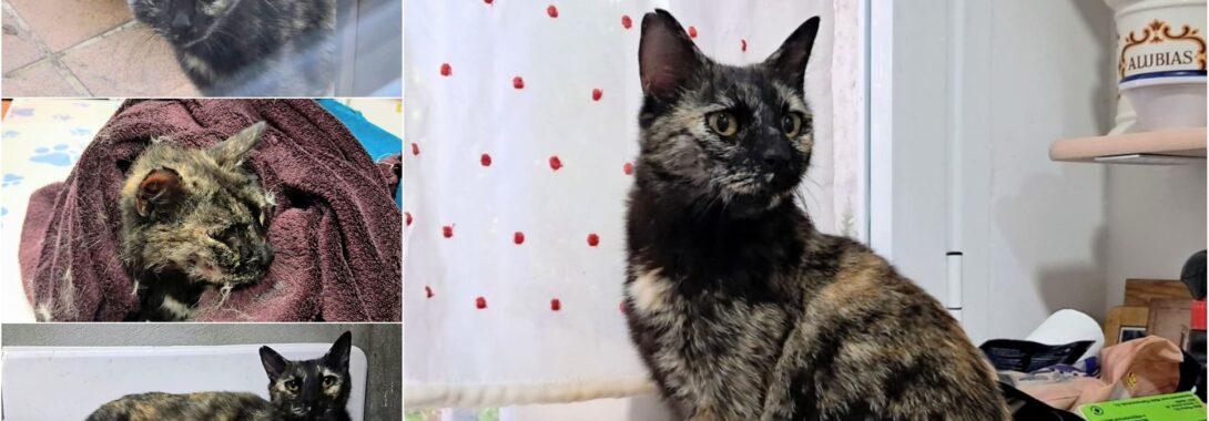 La mamá Colette – En adopción