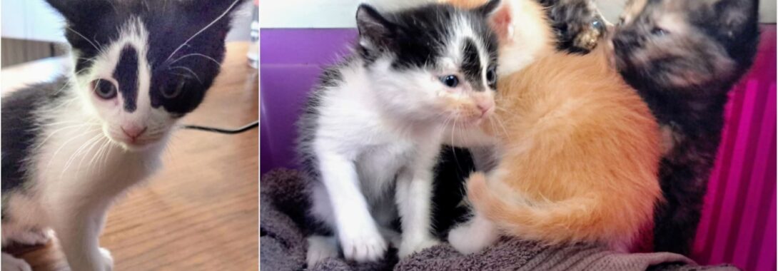 La gatita Marifé adoptada