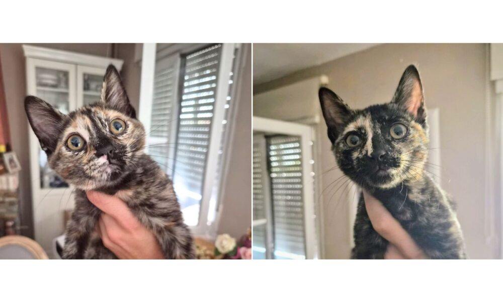 Las hermanas Quincy y Tecla en adopción