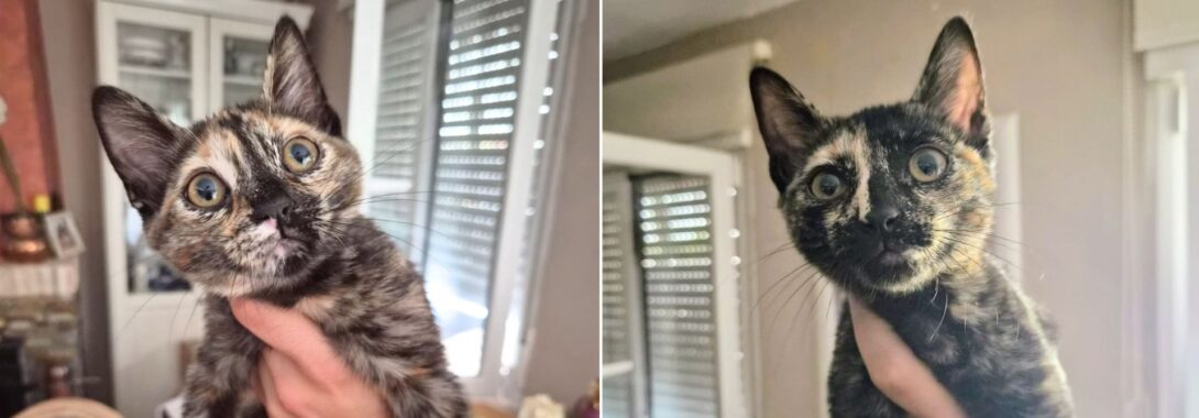 Las hermanas Quincy y Tecla en adopción