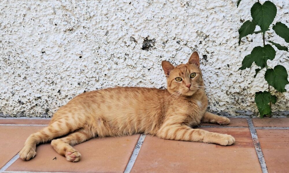 Poli (ahora Milo) adoptado