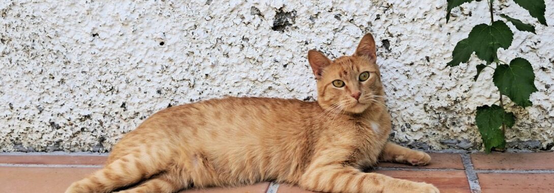 Poli (ahora Milo) adoptado