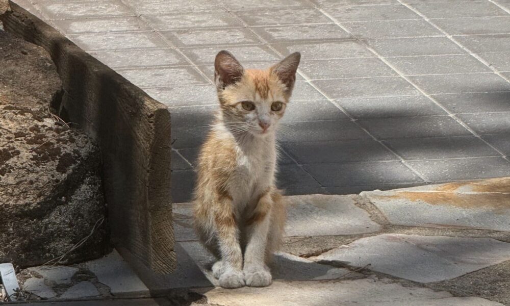 Un gatito desamparado y una nueva inacción municipal