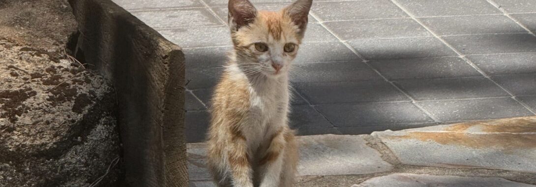 Un gatito desamparado y una nueva inacción municipal