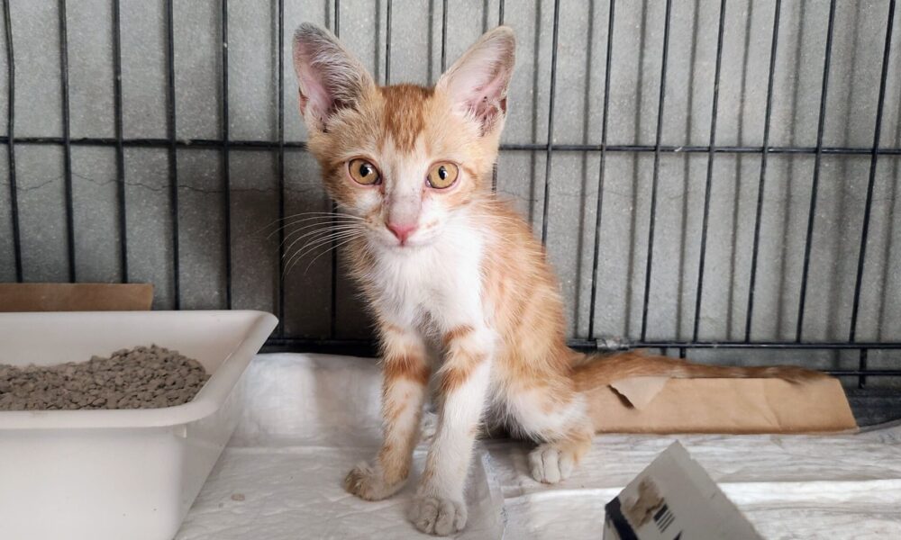 Gatito recogido: Resolución