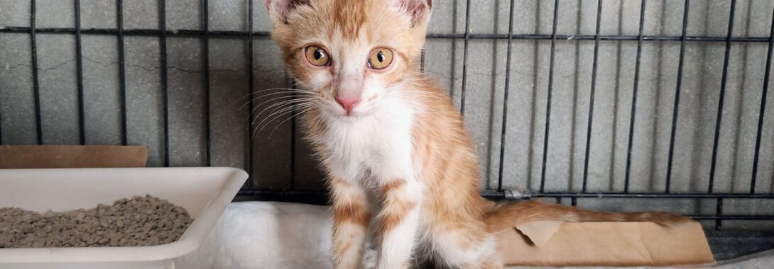Gatito recogido: Resolución