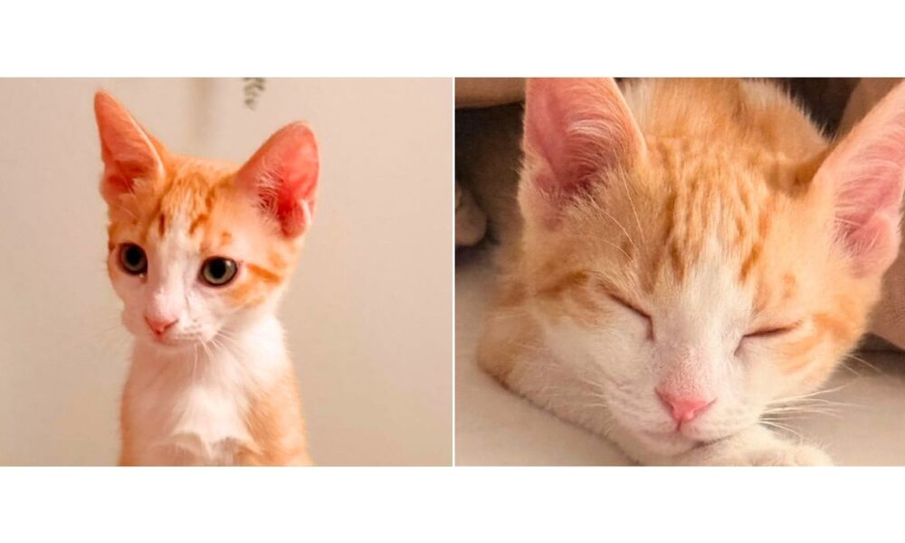 El gatito Rubius adoptado