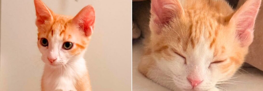 El gatito Rubius adoptado